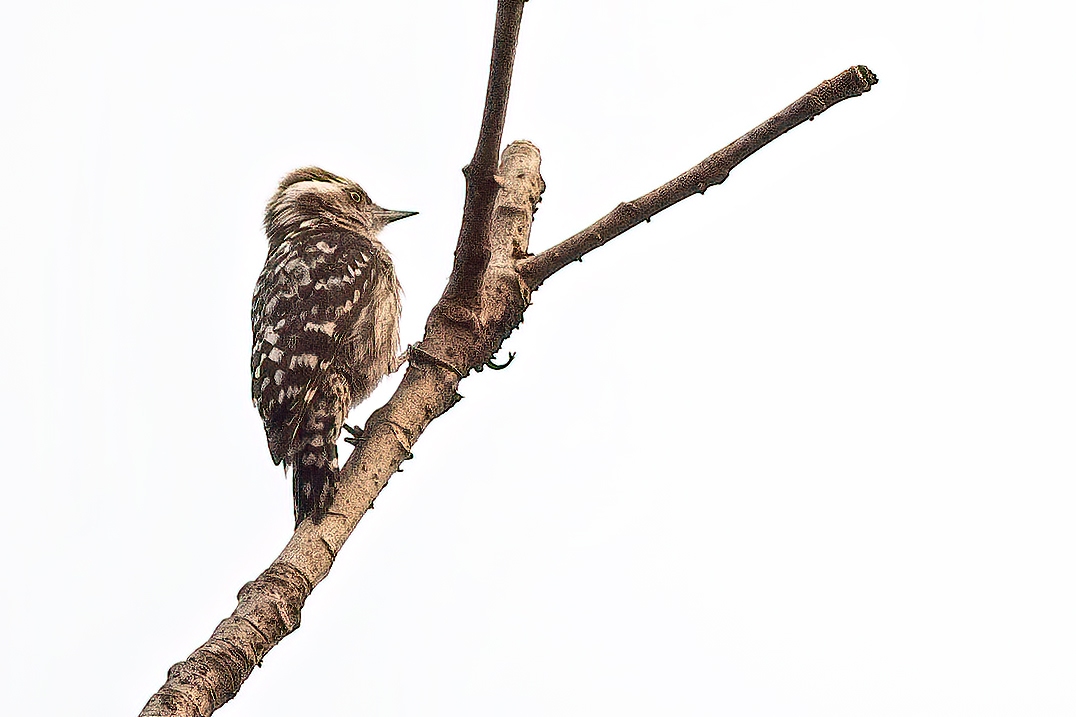 Brown-capped Pygmy Woodpecker